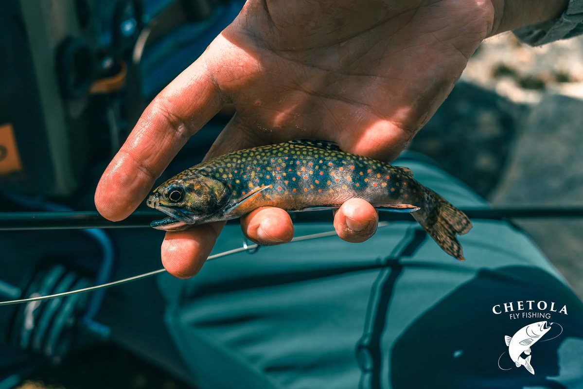 Hike and Fly Fishing Adventure